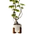 3D Model Ficus Tree Set 3D model small image 4