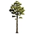 Tall Pine Tree Model with Textures 3D model small image 1