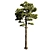 Tall Pine Tree Model with Textures 3D model small image 2