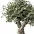 Zen Bonsai Indoor Plant Set 3D model small image 2