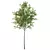 European Ash Tree Premium 3D Model 3D model small image 6