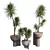 3D Yucca HousePlant Set 3D model small image 1