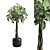 Money Tree in Elegant Planter 3D model small image 1