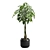 Money Tree in Elegant Planter 3D model small image 4