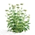 White Flowering Achillea collection 3D model small image 2