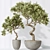 Modern Indoor Olive Tree Set 3D model small image 4