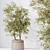 Modern Indoor Olive Tree Set 3D model small image 5