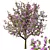 Tibouchina Glory Tree Beauty 3D model small image 2