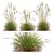 Gold Carex & Karl Foerster Grass 3D model small image 2