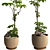 3D Tree Plant Model Collection 3D model small image 5