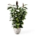 Rustic Indoor Plants Set 2433 3D model small image 1