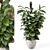 Rustic Indoor Plants Set 2433 3D model small image 3