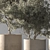 790 Olive Indoor Plant 3D model small image 4