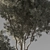 790 Olive Indoor Plant 3D model small image 5