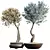 Cherry Blossom Tree Tropez Planter 3D model small image 1