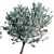 Cherry Blossom Tree Tropez Planter 3D model small image 3