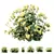 Lady's Mantle 3D Plant Models 3D model small image 1