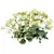 Lady's Mantle 3D Plant Models 3D model small image 2