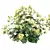Lady's Mantle 3D Plant Models 3D model small image 3