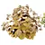 Lady's Mantle 3D Plant Models 3D model small image 5