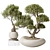 Variety Indoor Plant Set 3D 3D model small image 1
