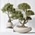 Variety Indoor Plant Set 3D 3D model small image 4