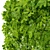 Realistic Boxwood 3D Model 3D model small image 3