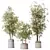 4K Indoor Plant 3D Models 3D model small image 3