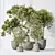 Versatile Indoor Olive Tree Set 3D model small image 6