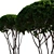 Multi-Stem Taxus 3D Model 3D model small image 6