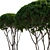 Multi-Stem Taxus 3D Model 3D model small image 12