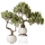 Dual Ficus Bonsai Set Optimal 3D model small image 1