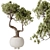 Dual Ficus Bonsai Set Optimal 3D model small image 3