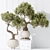 Dual Ficus Bonsai Set Optimal 3D model small image 4