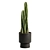 Peruvian Cacti Ornamental Elegance 3D model small image 5