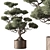 792 Indoor Tree in Pot 3D model small image 1